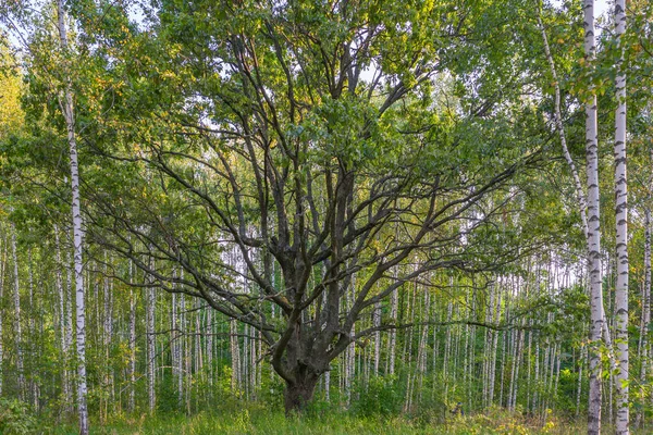 Huş Ağaçları Ormandaki Yaşlı Meşe Ağacının — Stok fotoğraf