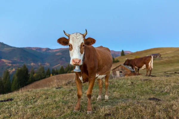 Hermosa Vaca Marrón Pastando Colina Amanecer Las Montañas Cárpatos Ucrania — Foto de Stock