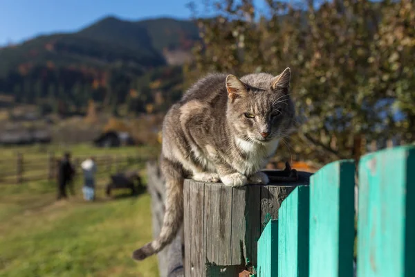 Domestic Cat Sitting Fence Ukrainian Village Carpathian Mountains Ukraine — Stock Photo, Image