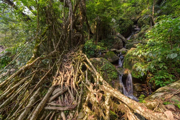 Living Roots Bridge Nongriat Village Cherrapunjee Meghalaya India Bridge Formed — Stock Photo, Image