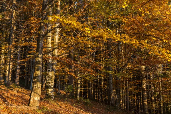 美丽的五颜六色的早晨场面与秋天树在大山 乌克兰 — 图库照片