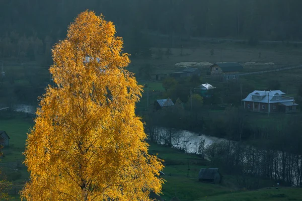 Όμορφη Πολύχρωμα Πρωινή Σκηνή Φθινοπωρινό Δέντρο Ένα Οπίσθιο Φωτισμό Στα — Φωτογραφία Αρχείου