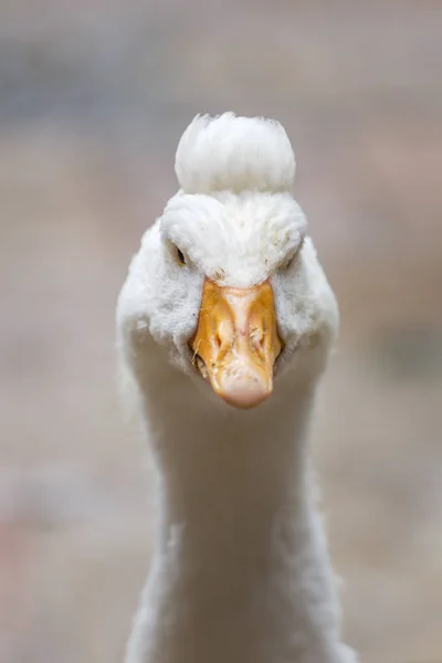 Close Portrait White Goose Funny Hairstyle — Stock Photo, Image