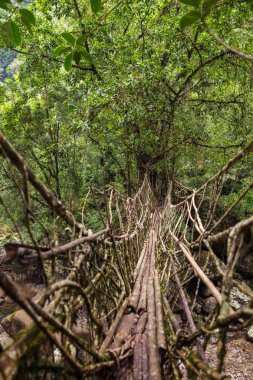 Yaşam Köprüsü yakınlarında Nongriat Köyü, Cherrapunjee,: Meghalaya, India kökleri. Bu köprü Ağaç kökleri birlikte örgü yılda eğitim tarafından oluşturulmuş.