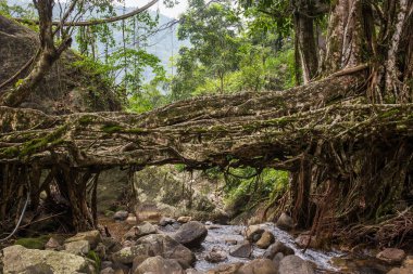 Yaşam Köprüsü yakınlarında Nongriat Köyü, Cherrapunjee,: Meghalaya, India kökleri. Bu köprü Ağaç kökleri birlikte örgü yılda eğitim tarafından oluşturulmuş.