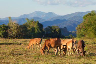 Laos Vang Vieng köyü yakınlarında otlayan inekler