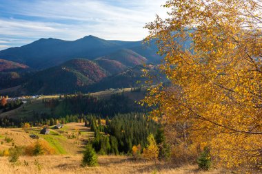 Güzel sarı ağaç bir arka ışık ile. Sonbahar manzara modunda Karpat Dağları, Ukrayna.