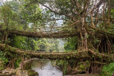 Ünlü Çift katlı yaşam Köprüsü yakınlarında Nongriat Köyü, Cherrapunjee,: Meghalaya, India kökleri. Bu köprü Ağaç kökleri birlikte örgü yılda eğitim tarafından oluşturulmuş.