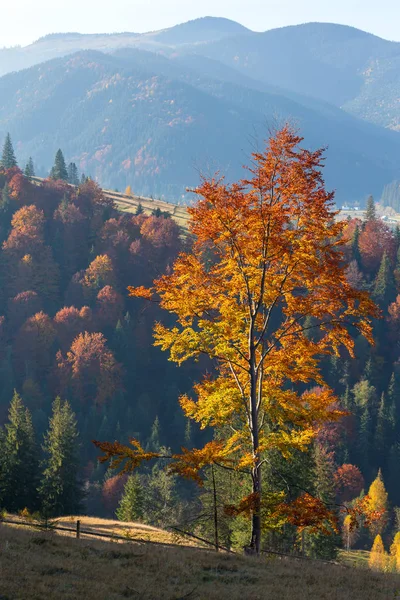 Schöner Bunter Baum Mit Hintergrundbeleuchtung Herbstlandschaft Den Karpaten Ukraine — Stockfoto