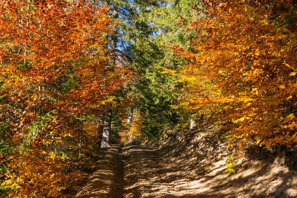 Beautiful Autumn Lanscape Colorful Trees Carpathian Mountains Ukraine — Stock Photo, Image