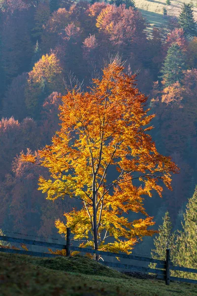 Piękne Kolorowe Drzewa Podświetlaniem Jesienny Krajobraz Karpatach Ukraina — Zdjęcie stockowe