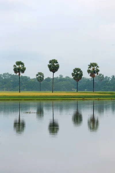 Paesaggio Rurale Con Alberi Sul Campo Riflessione Nel Lago Myanmar — Foto Stock