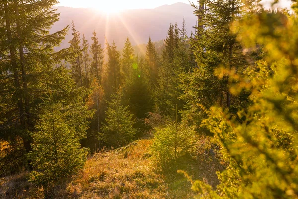 Beau Paysage Lever Soleil Dans Forêt Dans Les Montagnes Des — Photo