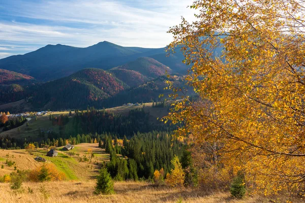 Krásná Žlutá Strom Podsvícení Podzimní Krajina Karpaty Ukrajina — Stock fotografie