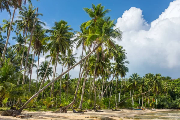 Palmiers Sur Belle Plage Tropicale Sur Île Koh Kood Thaïlande — Photo