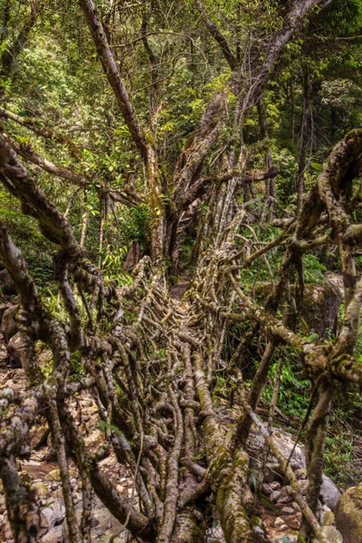 Життя Коріння Міст Біля Села Nongriat Cherrapunjee Мегхалая Індія Цей — стокове фото