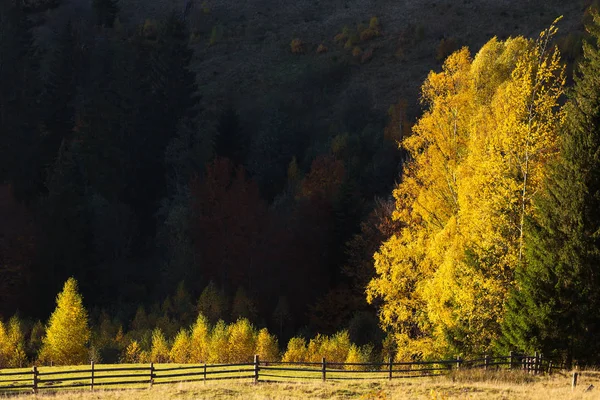 Beautiful Colorful Trees Backlight Autumn Landscape Carpathian Mountains Ukraine — Stock Photo, Image