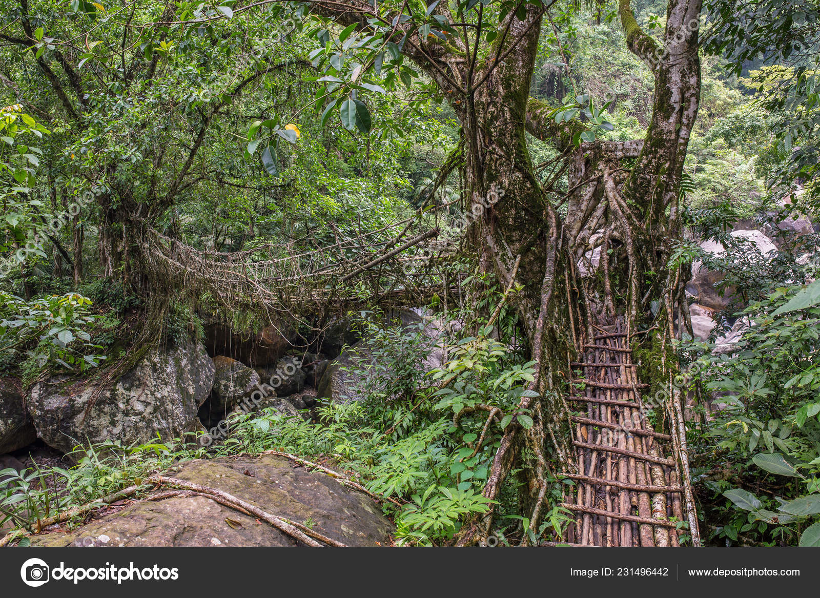 How to Get to Nongriat and the Living Root Bridges - Beyond Wild Places