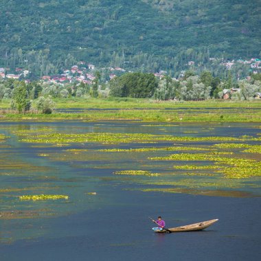 Srinagar, Keşmir, Hindistan Dal gölde bir shikara tekne sürme adam.