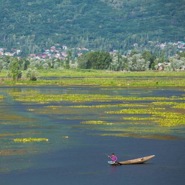 Man riding a shikara boat on the Dal lake in Srinagar, Kashmir, India. clipart