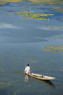 Srinagar, Keşmir, Hindistan Dal gölde bir shikara tekne sürme adam.