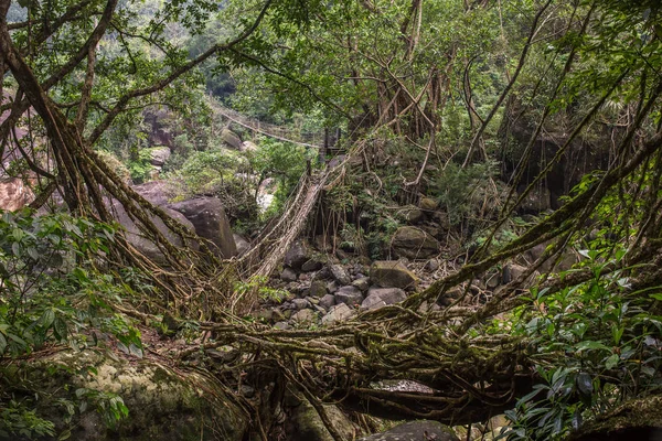 Living Roots Bridge Nongriat Village Cherrapunjee Meghalaya India Bridge Formed — Stock Photo, Image