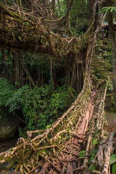 Puente Raíces Vivientes Cerca Aldea Nongriat Cherrapunjee Meghalaya India Este —  Fotos de Stock