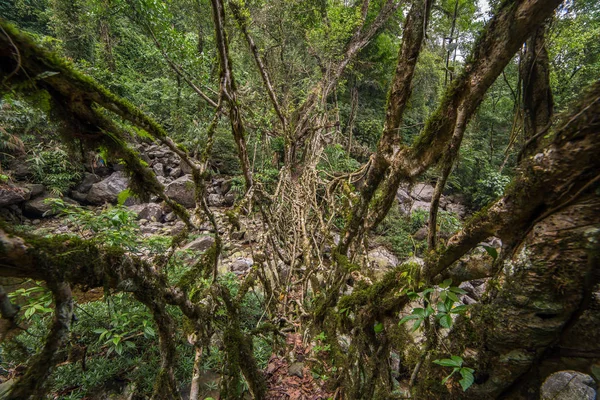 Living Roots Bridge Nongriat Village Cherrapunjee Meghalaya India Bridge Formed — Stock Photo, Image