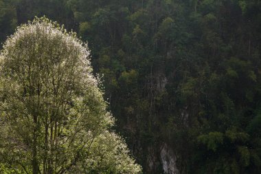 Polen Tay ormandaki bir arka ışık ile çiçeklenme ağaçtan