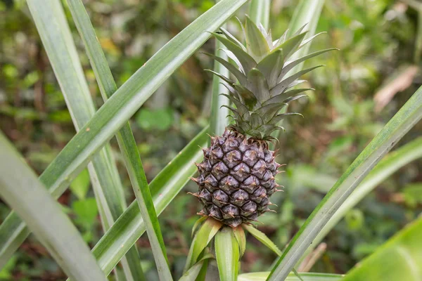 Green pineapple growing on the plantation