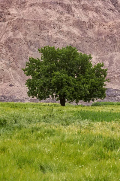 Un solo árbol en el campo de trigo — Foto de Stock