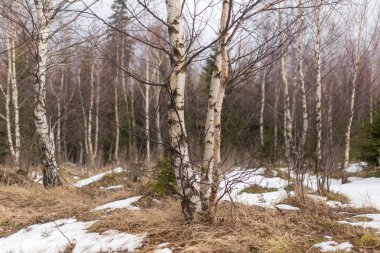 Huş ağacı orman erken ilkbaharda