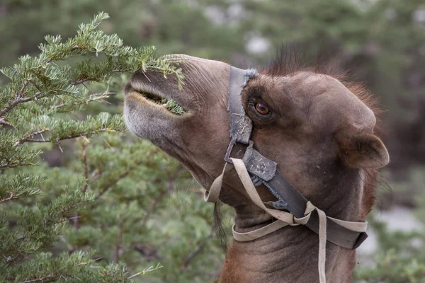 Velbloudi Jíst Rostliny Údolí Nubra Ladakhu Indie — Stock fotografie