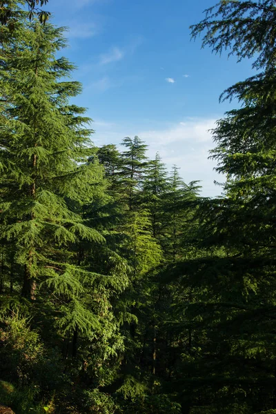 Prachtige Pine Boslandschap Indiase Staat Himachal Pradesh India — Stockfoto