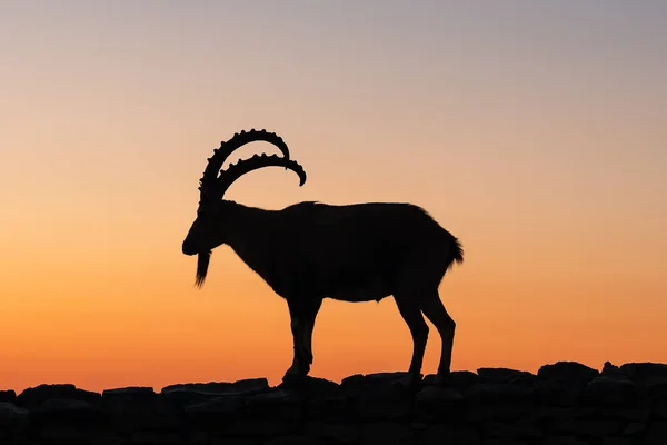 Силуэт самца козы на камне — стоковое фото