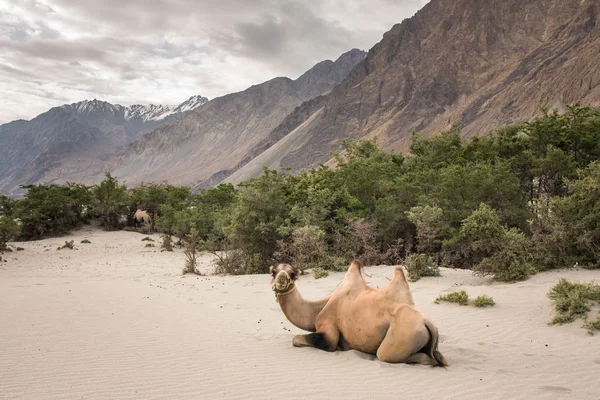 Krajowych camel w eksplorowali dolinę w Ladakh — Zdjęcie stockowe