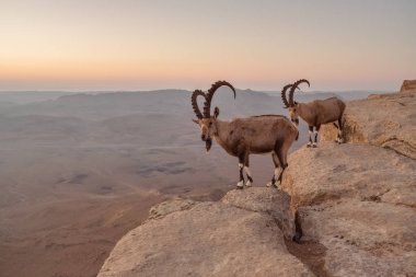 Ramon kraterde Negev Çölü, uçurumdaki iki ibexes