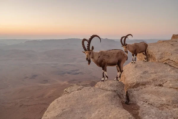 Dois ibexes no penhasco da cratera Ramon no deserto de Negev — Fotografia de Stock