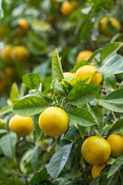 Frutos de laranja de tangerina amarelos em uma árvore — Fotografia de Stock