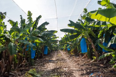 İsrail 'de örülmüş muz tarlaları