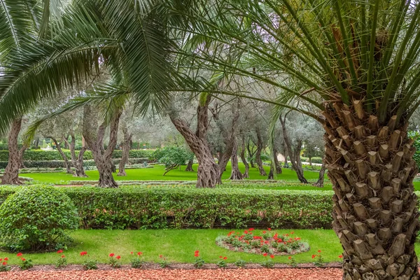 Δέντρα Ελιές Και Φοίνικες Στον Κήπο Μπαχάι Στη Χάιφα Του — Φωτογραφία Αρχείου