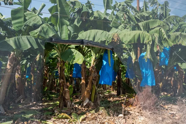 Banánové Plantáže Pokryté Pletivem Izraeli — Stock fotografie
