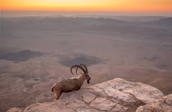 Steinböcke Auf Der Klippe Ramonkrater Bei Sonnenaufgang Der Negev Wüste — Stockfoto