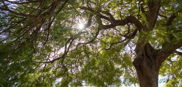 Солнечные Лучи Сияющие Сквозь Листья Деревьев Природный Фон — стоковое фото