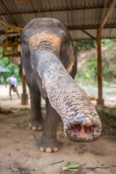 Elefante Asiático Campamento Elefantes Tailandia Tronco Elefante Cerca — Foto de Stock