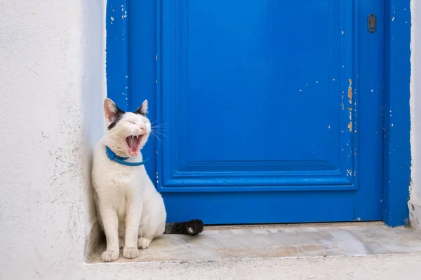 Sleepy domestic cute cat sitting near the traditional blue door  on Paros island, Cyclades — Stock Photo, Image