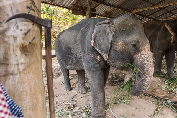Unethical elephant tourism in Thailand — Stock Photo, Image
