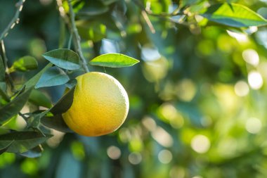 Meyve bahçesindeki bir ağaçta asılı olgun turuncu