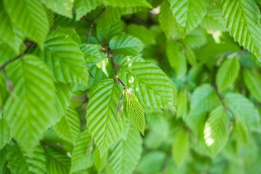 yeşil yapraklar arkaplan