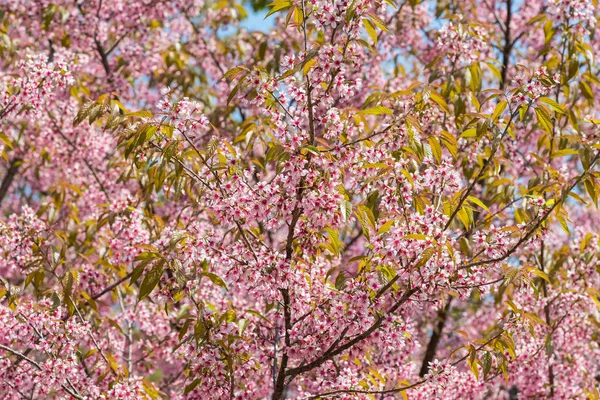 체리 핑크 사쿠라 꽃 — 스톡 사진